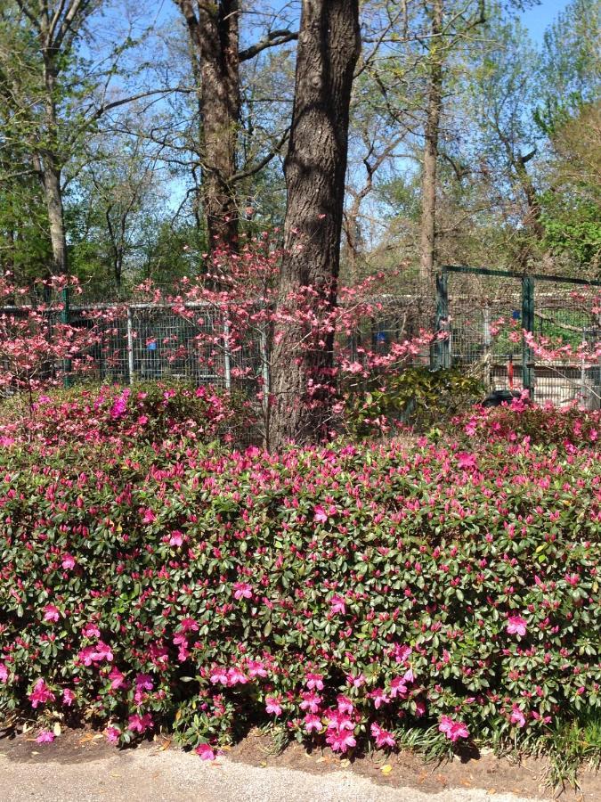 Dogwood Springs Lodgings Mineola Kültér fotó